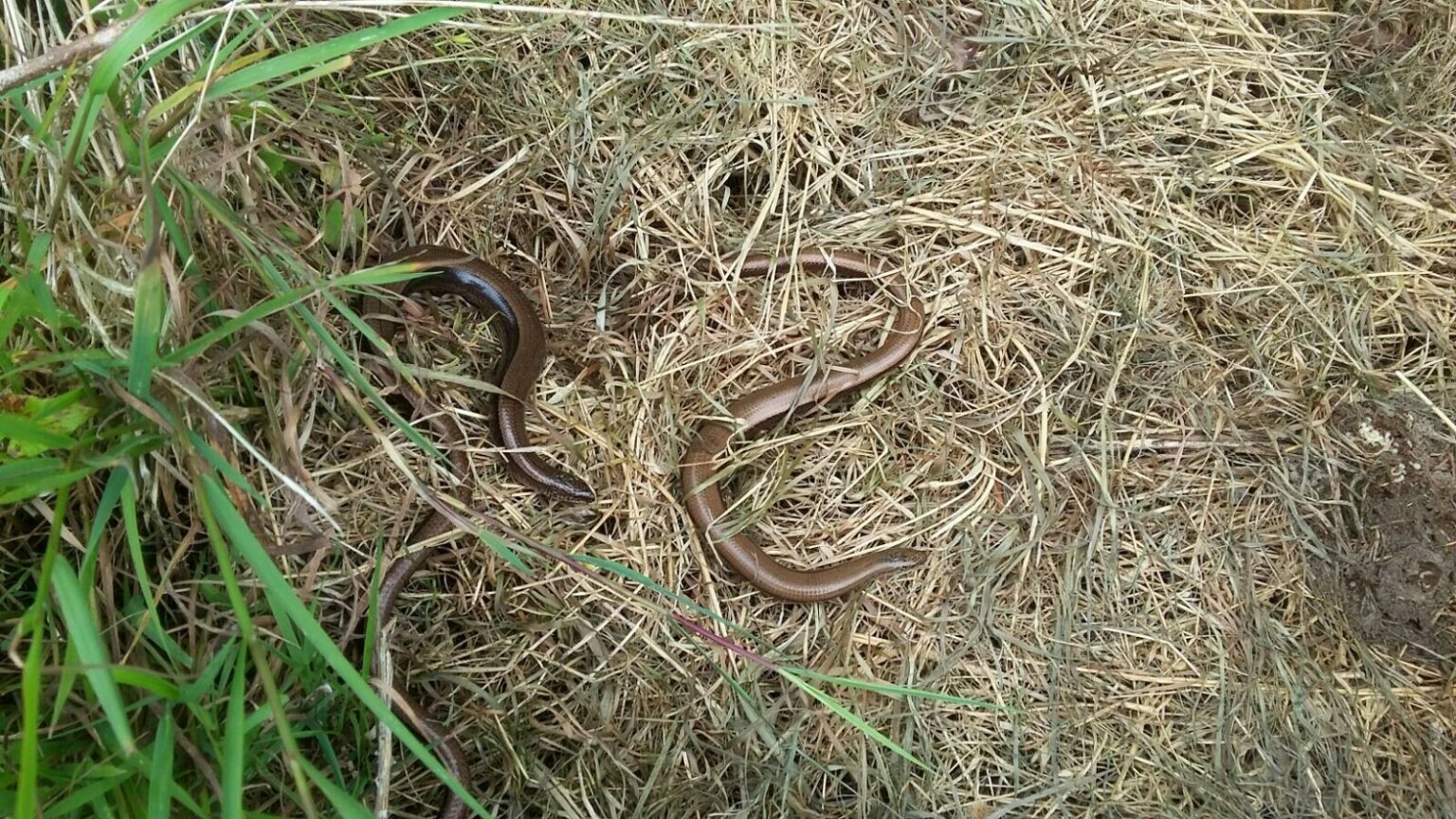 Slow worm